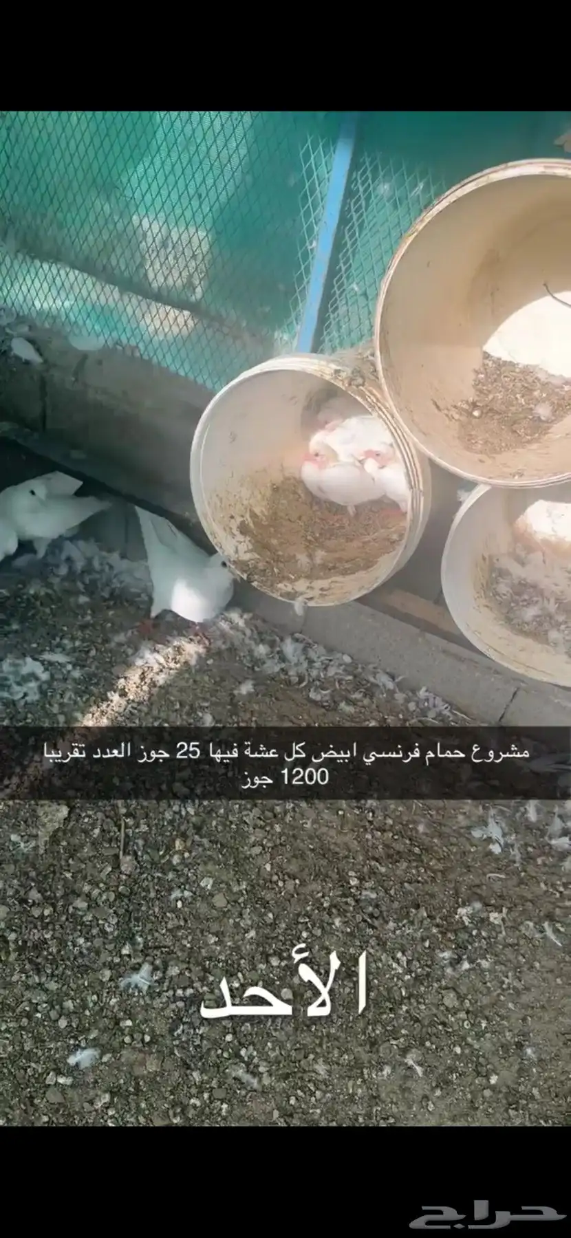 حمام فرنسي لاحم سوبر جامبو سلفر 9