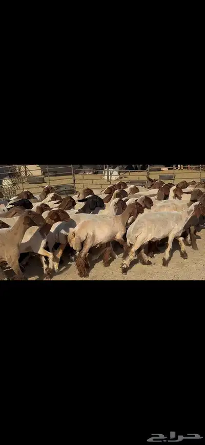 جذعات نعيم فاخره . 6