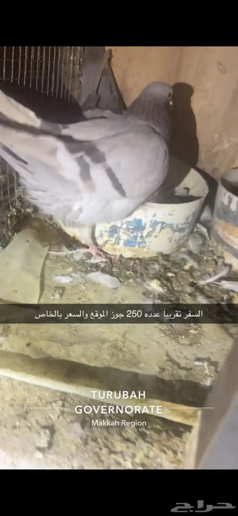 حمام فرنسي لاحم سوبر جامبو سلفر 20