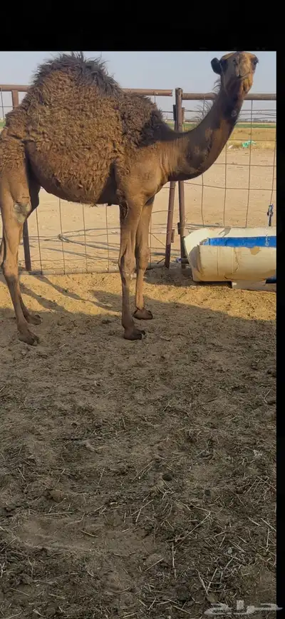 حشو قصب 1