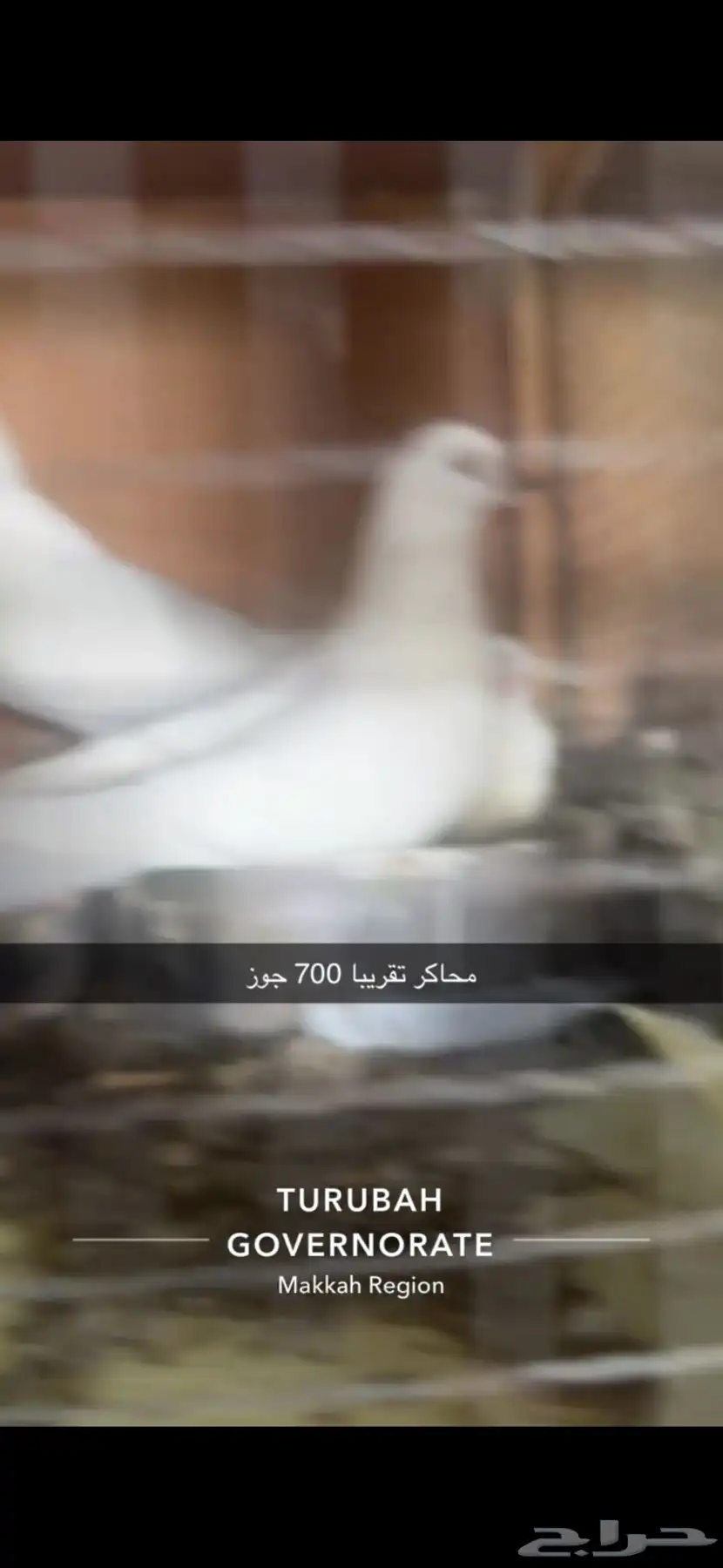 حمام فرنسي لاحم سوبر جامبو سلفر 4