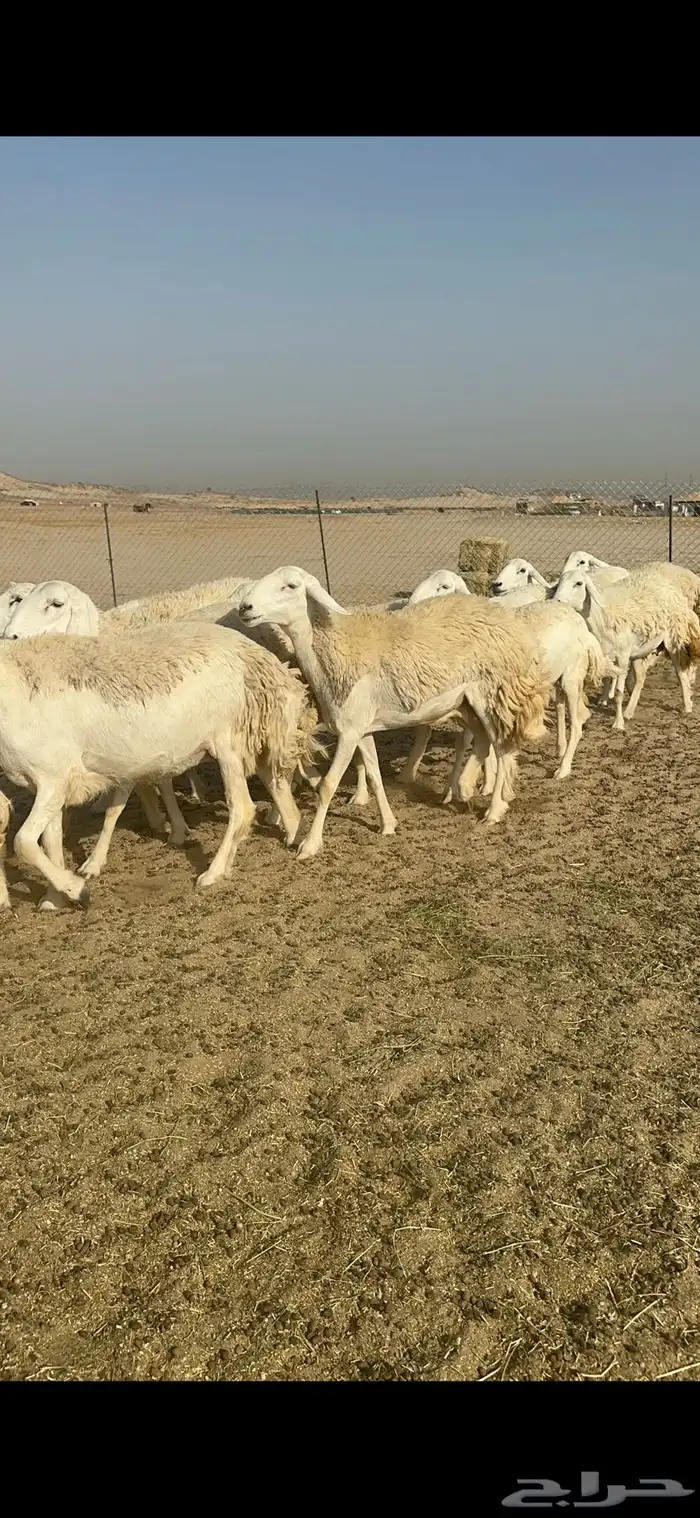 رخال نوادر حرش درجة اولى 0