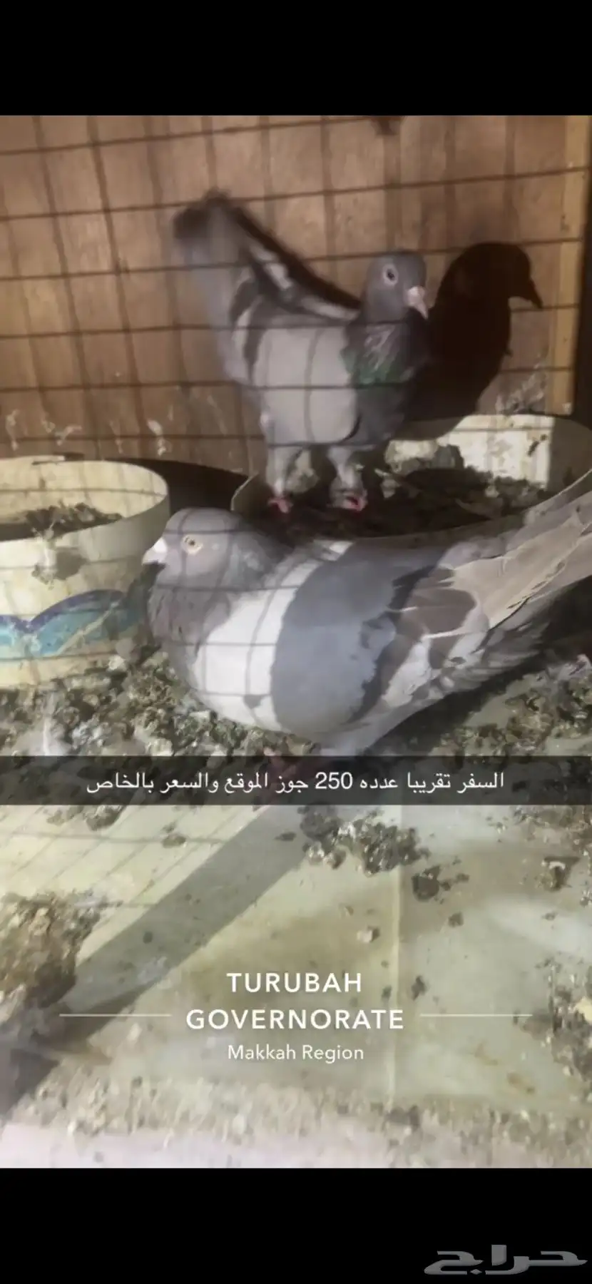 حمام فرنسي لاحم سوبر جامبو سلفر 16