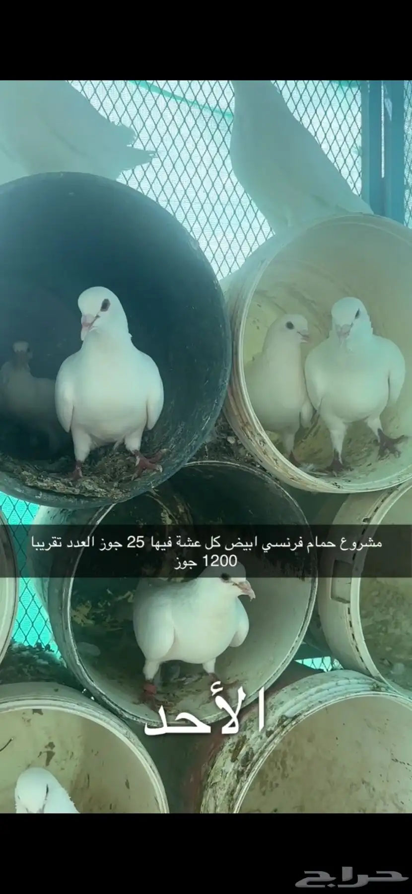 حمام فرنسي لاحم سوبر جامبو سلفر 14