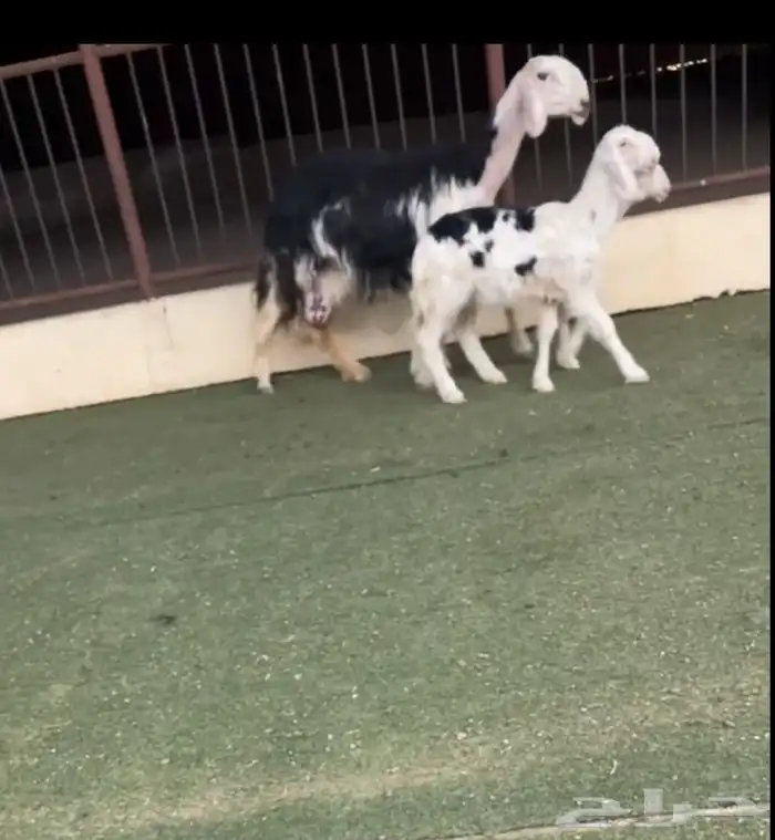 نجديه خلفه 1