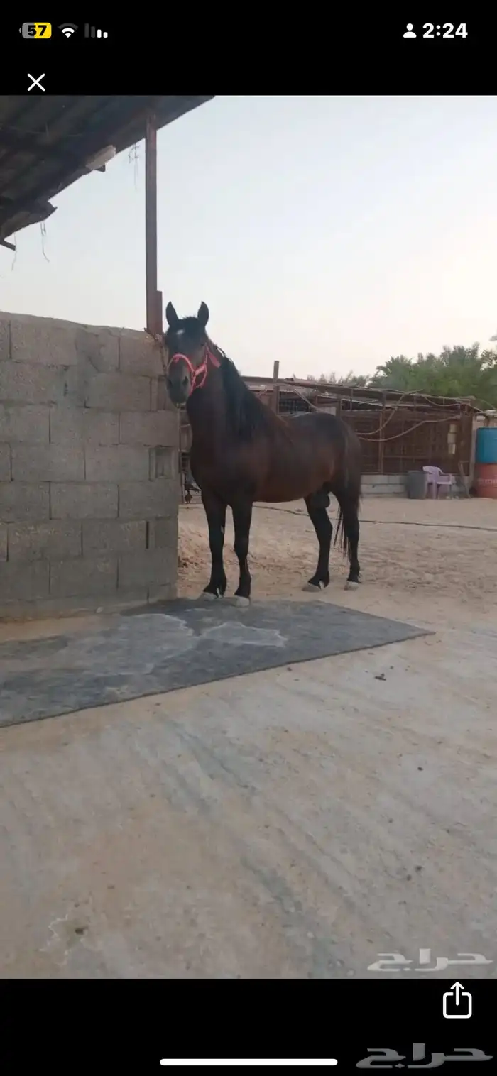 بوني فحل 1