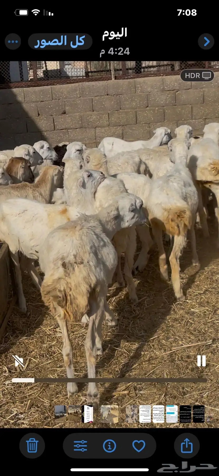 رخال رفيدي هجين حري العدد 75 محصنه وحالتها الصحيه ممتازه 2