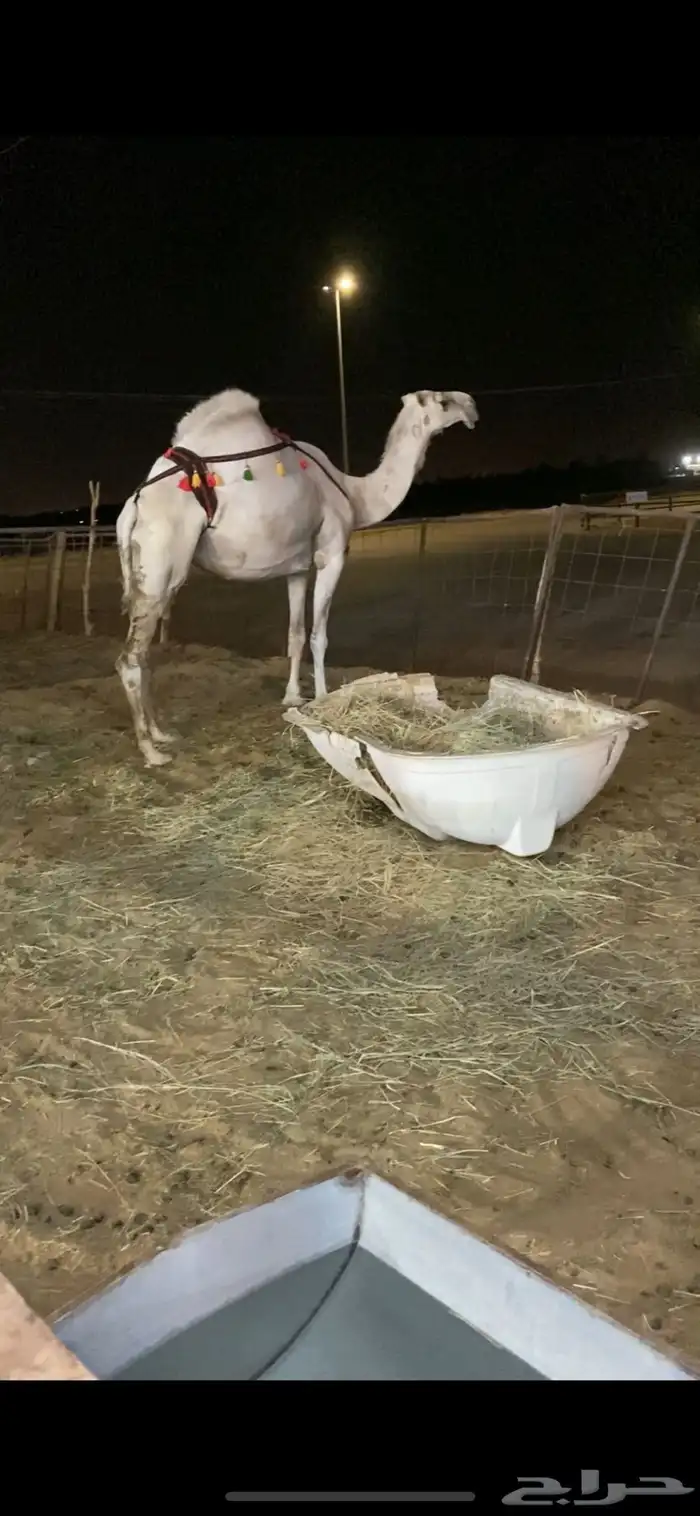 خفوت طيبه 2
