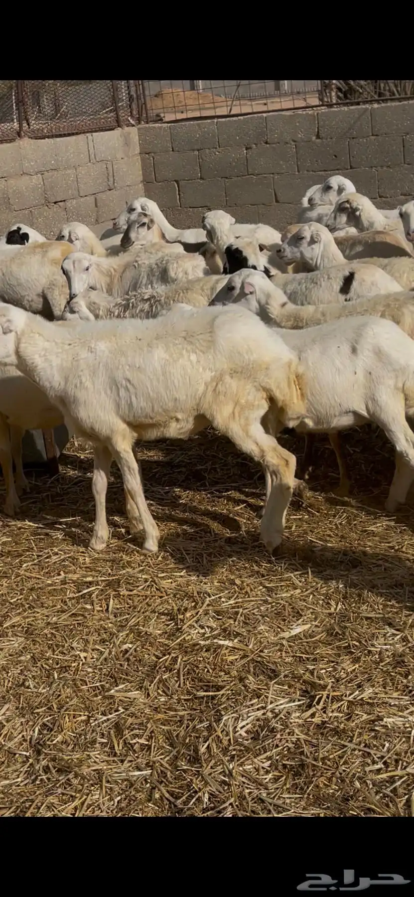 رخال رفيدي هجين حري العدد 75 محصنه وحالتها الصحيه ممتازه 1