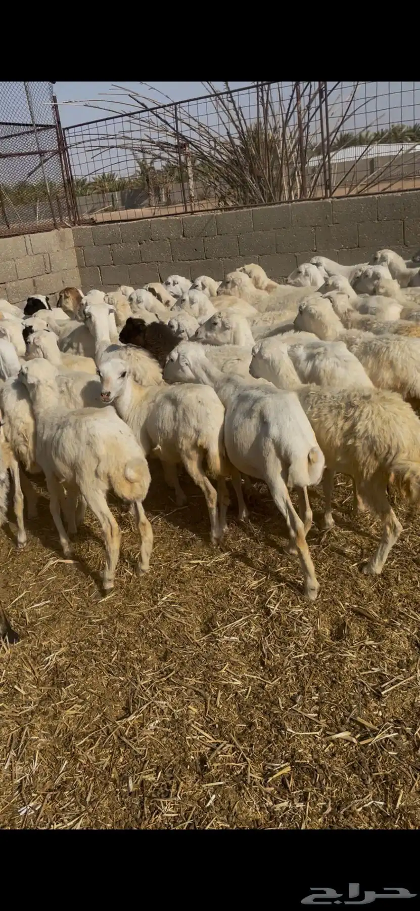 رخال رفيدي هجين حري العدد 75 محصنه وحالتها الصحيه ممتازه 3