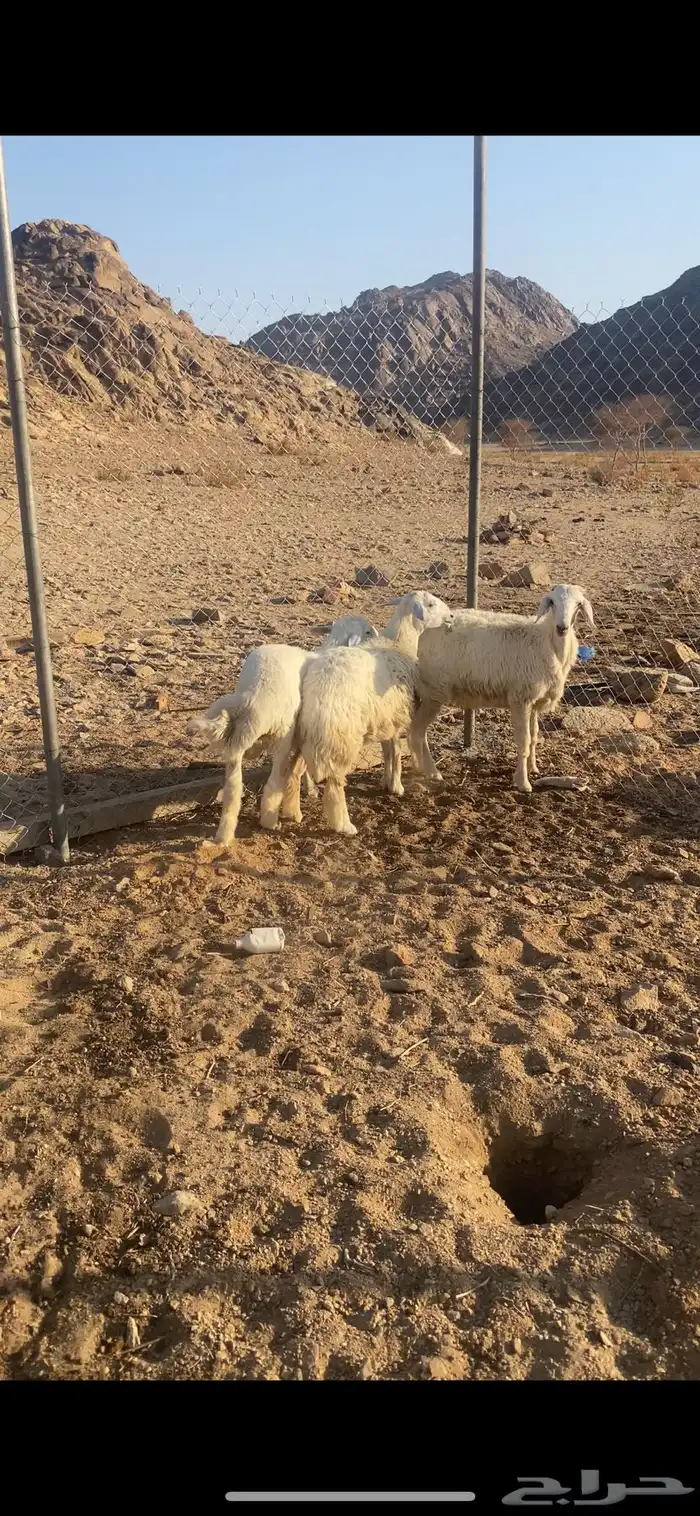 للبيع طليان 0