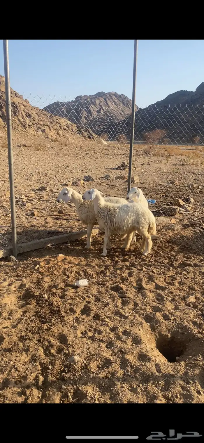 للبيع طليان 1