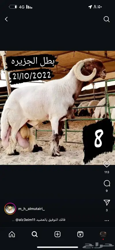 جذع نعيم صنف خصم الخصم 3