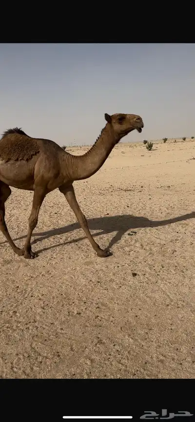 بكره صفرا طيبه 1