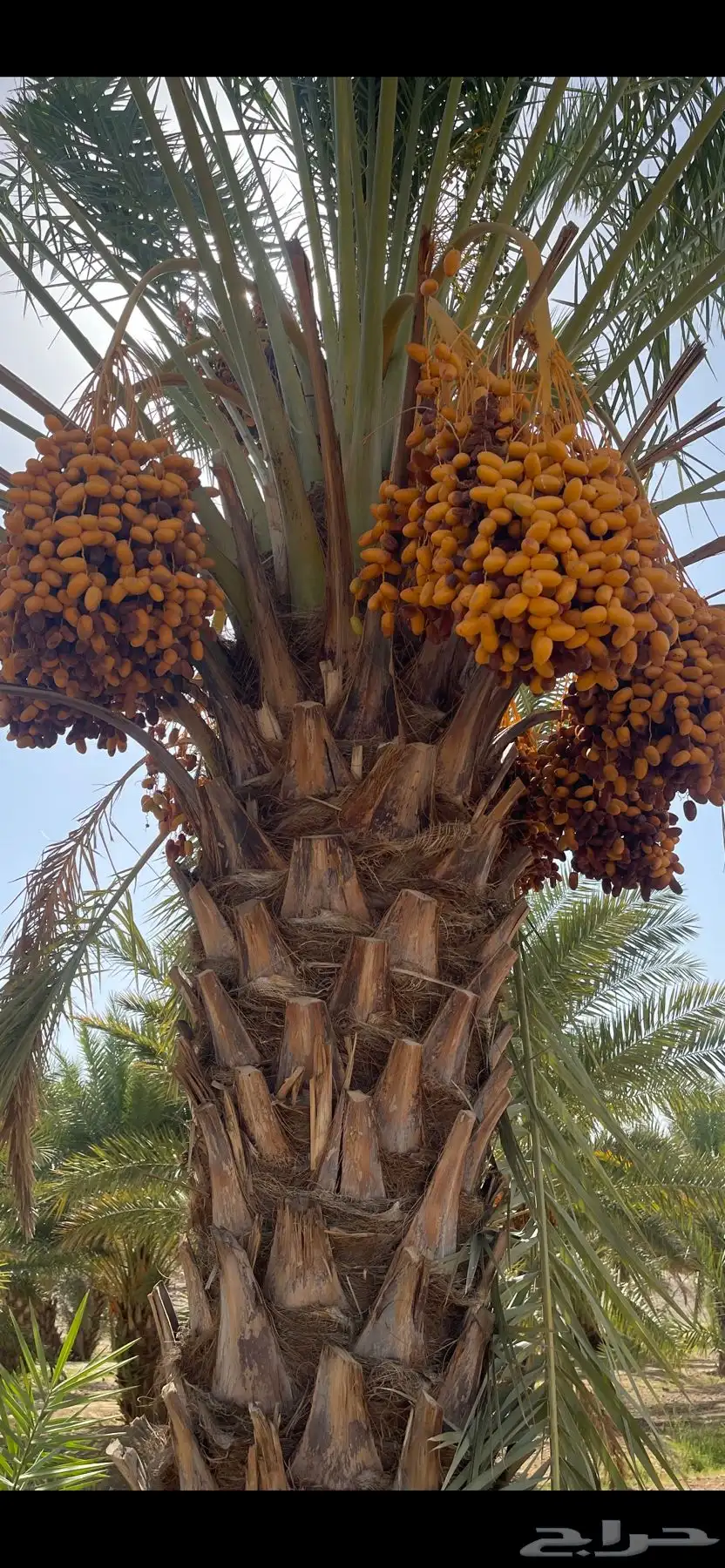 تمر صفري للبيع في بيشة   جعبة 1