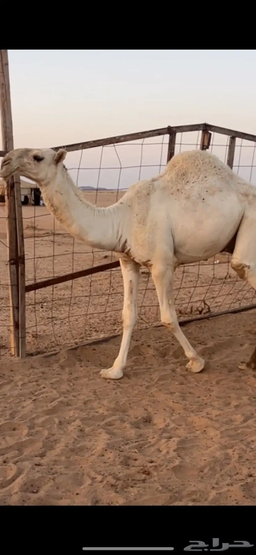 للبيع قعود كحيلاني 2