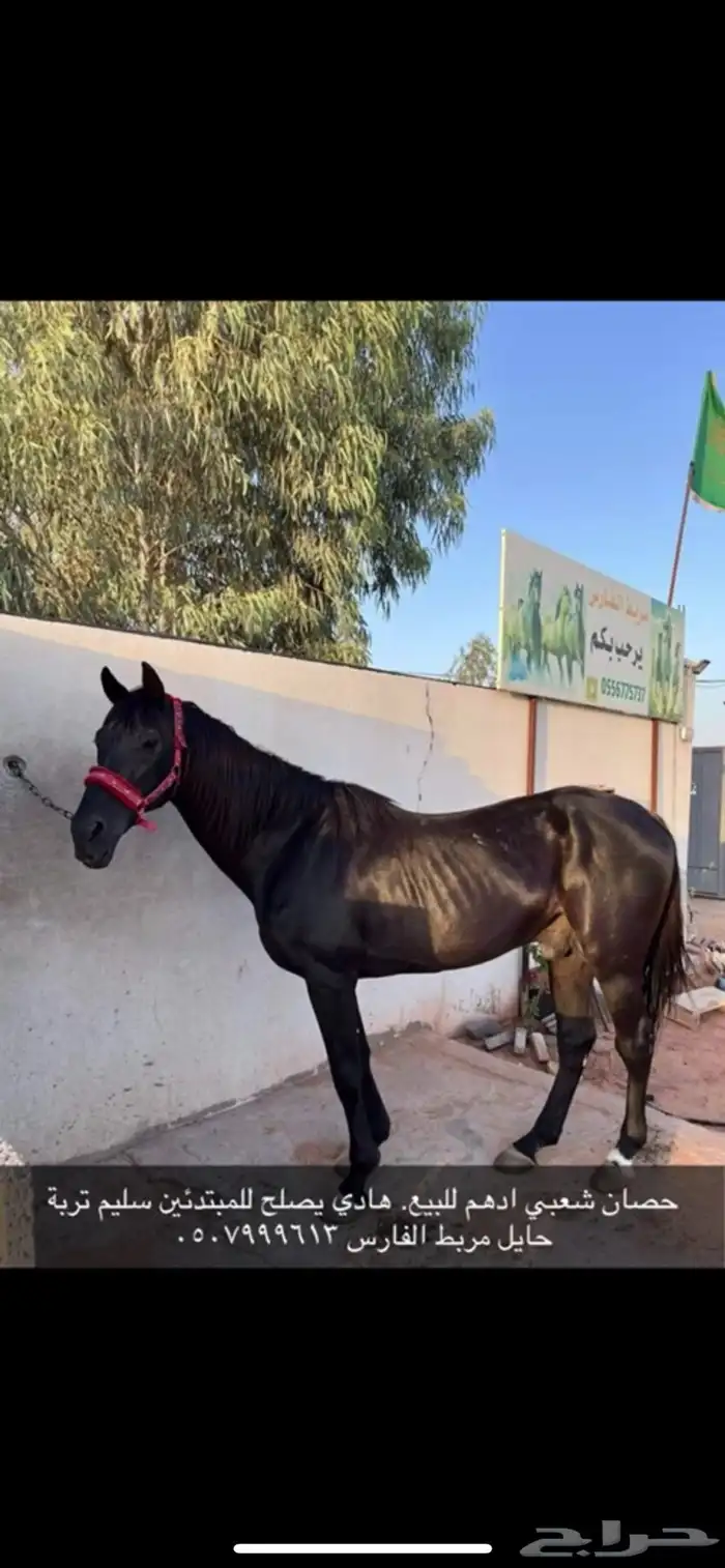 حصان شعبي مشروك بالانجليزي 0