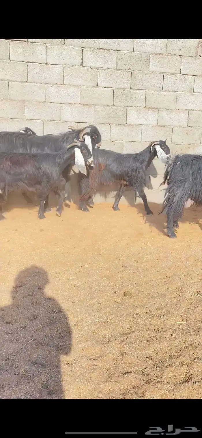 معزاء عوارض نوادر خصم الخصم (( تم البييع )) 9