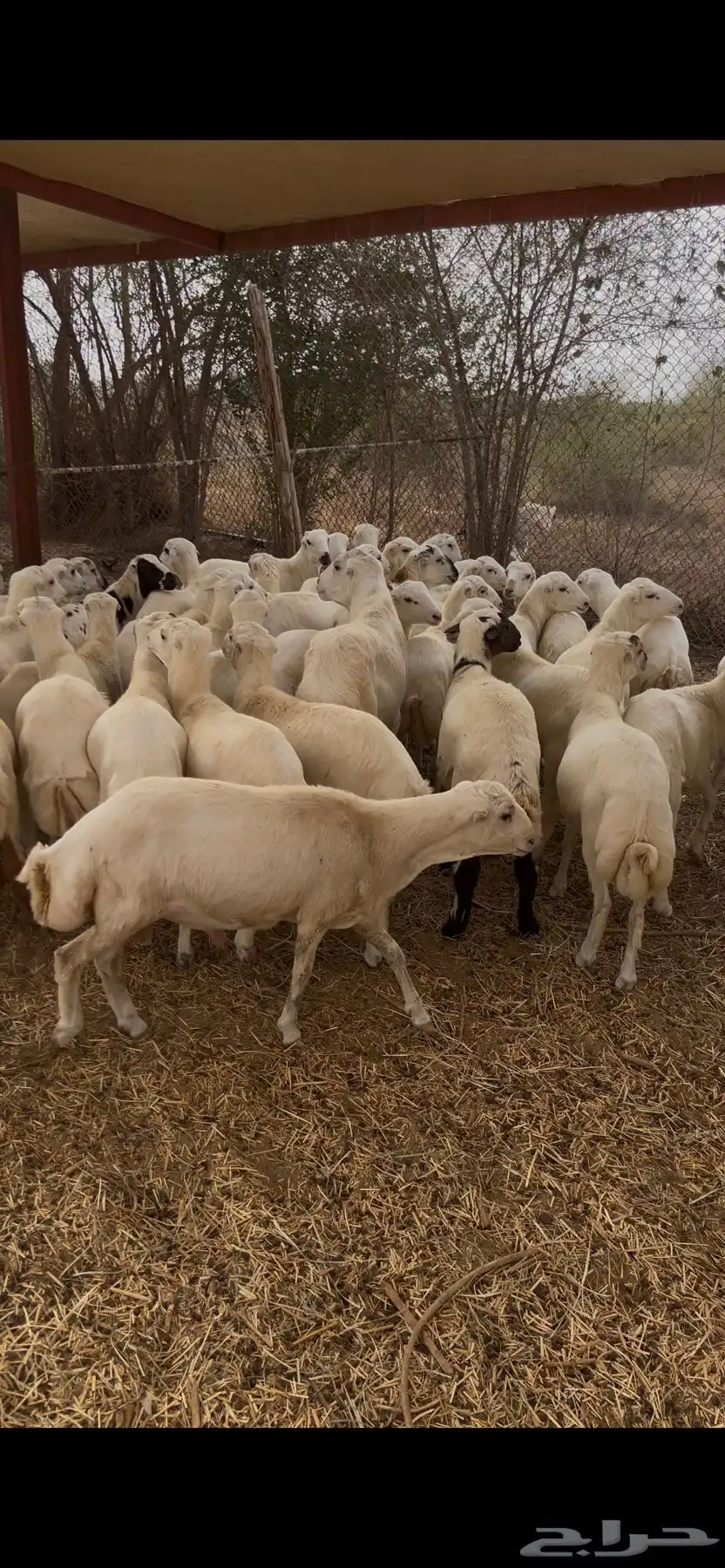 خرفان طيبة بلدي شرط 3