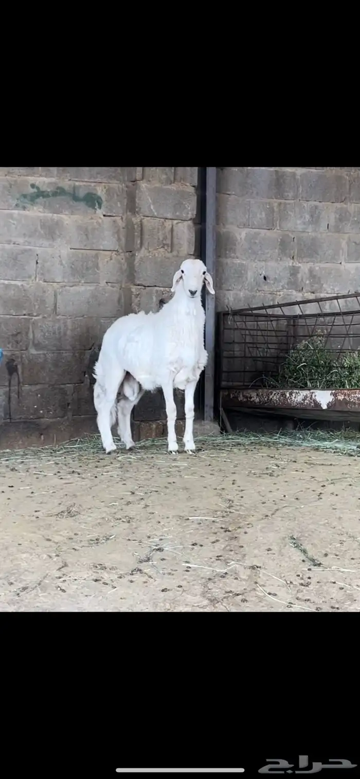 مشروع فحل عمره من 7 الى 8 شهور 0