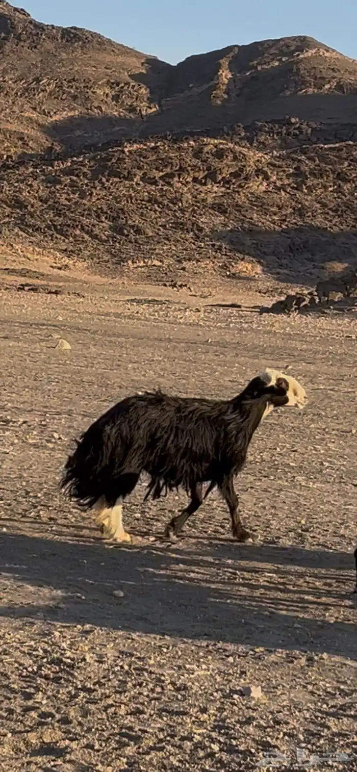 طلي فحل ينسف على الشرط 0
