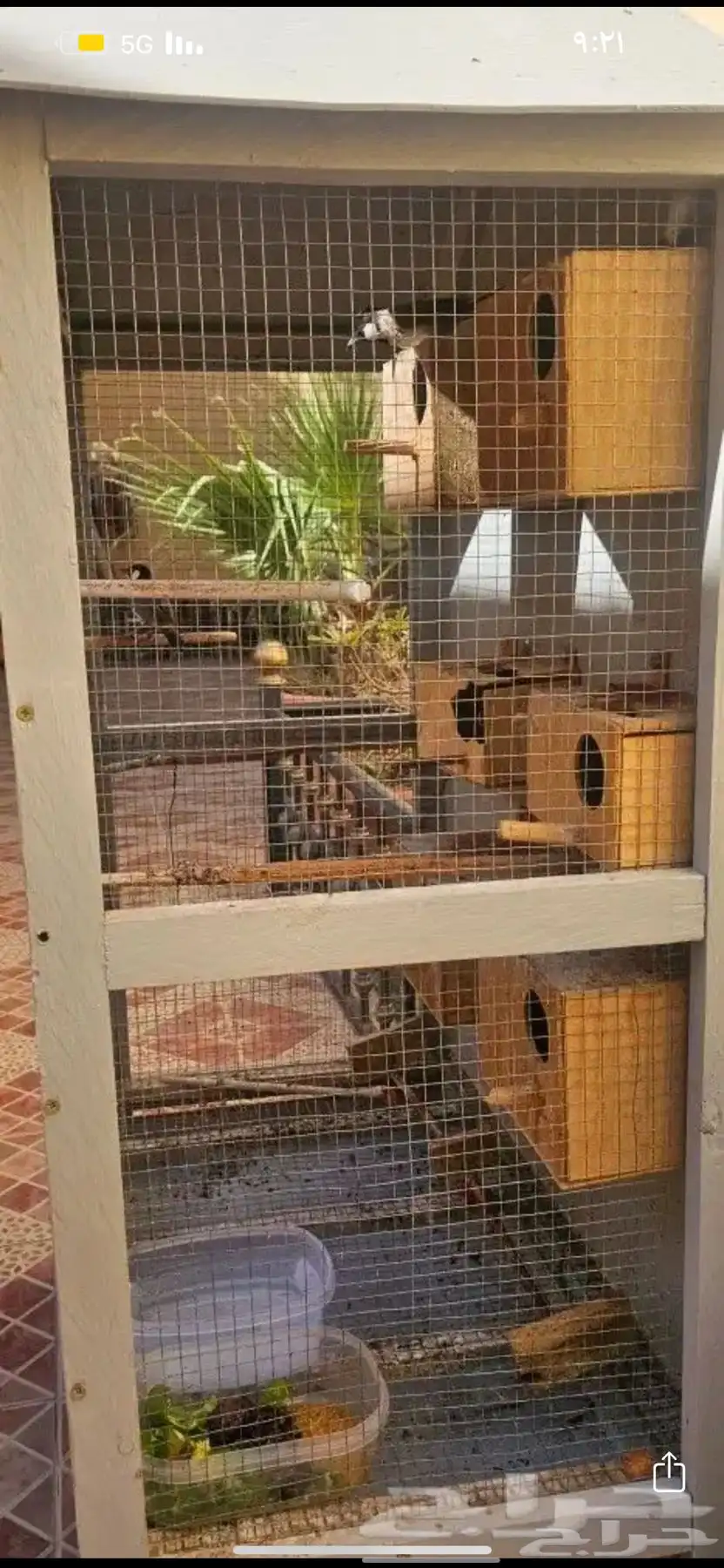 شبك طيور زينه كوخ نظيففف للبيع المستعجل 2