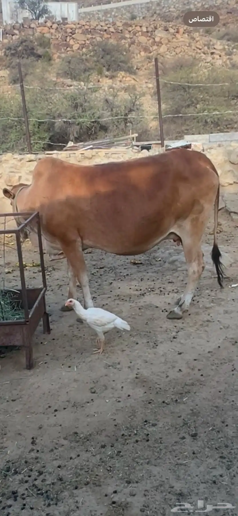 النماص بدوه 0