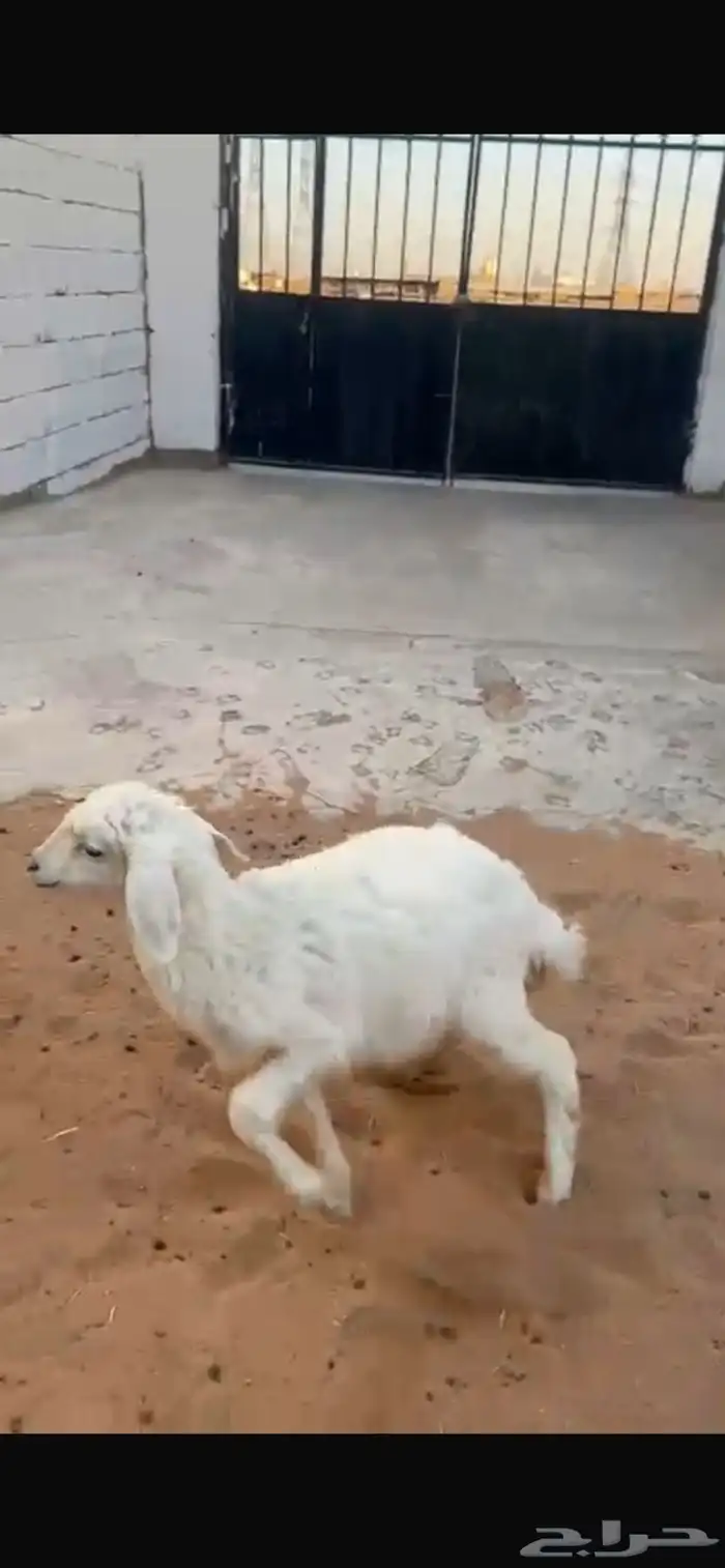 رخل شهرين ونص تدغر شرط 0