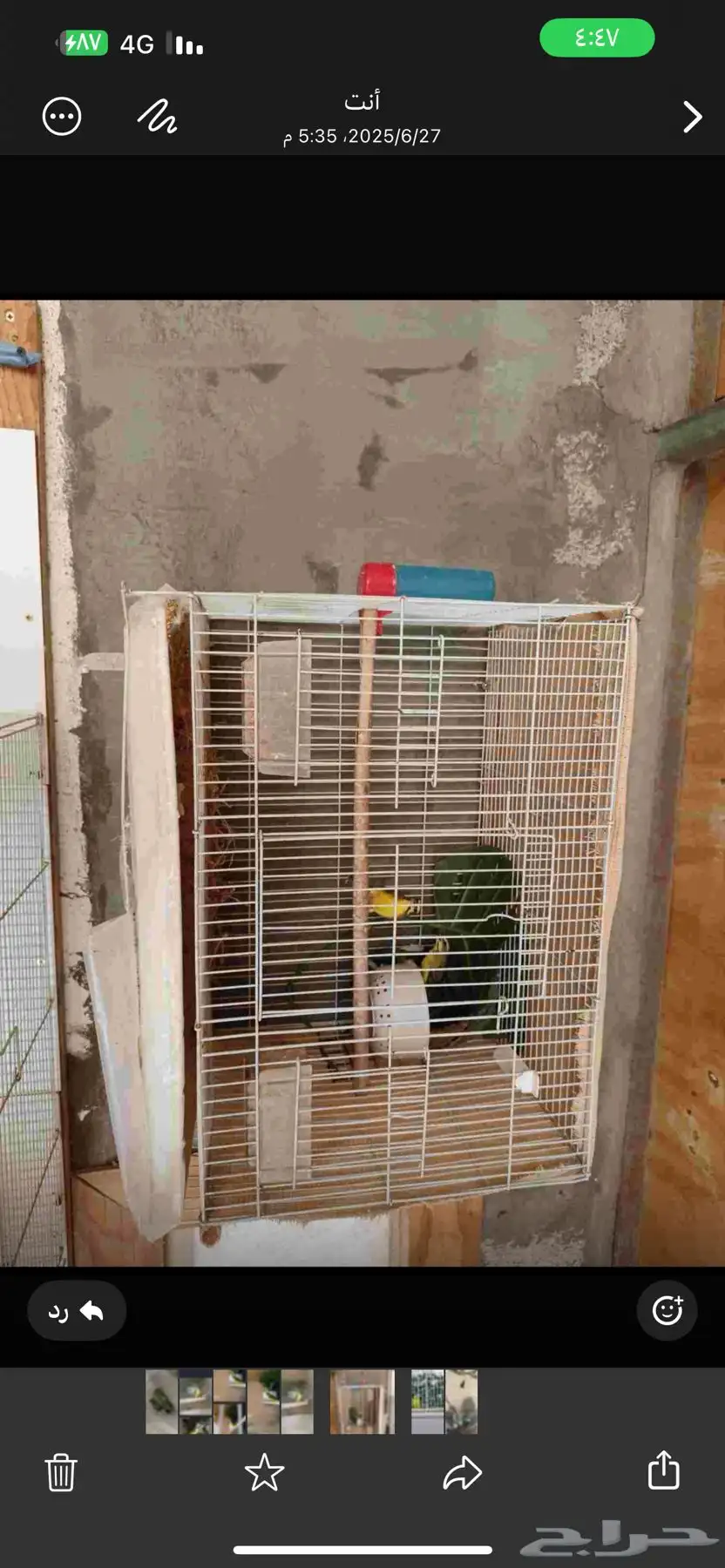 جوز طيور الياسمين موزنبيقي 2