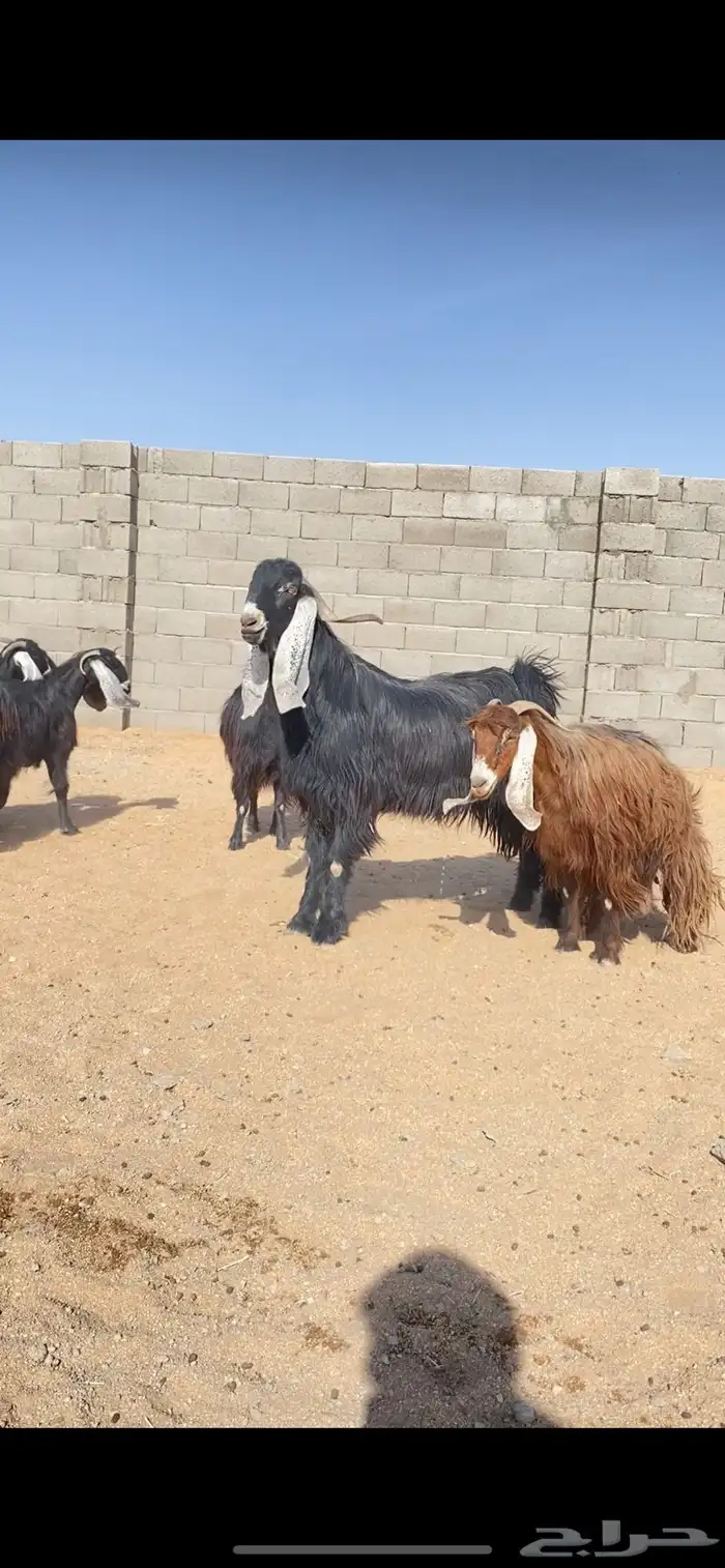 معزاء عوارض نوادر خصم الخصم (( تم البييع )) 2