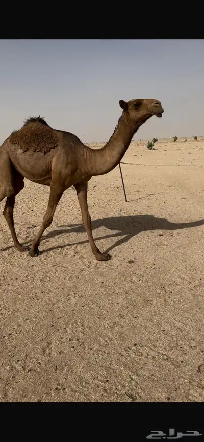 بكره صفرا طيبه 2