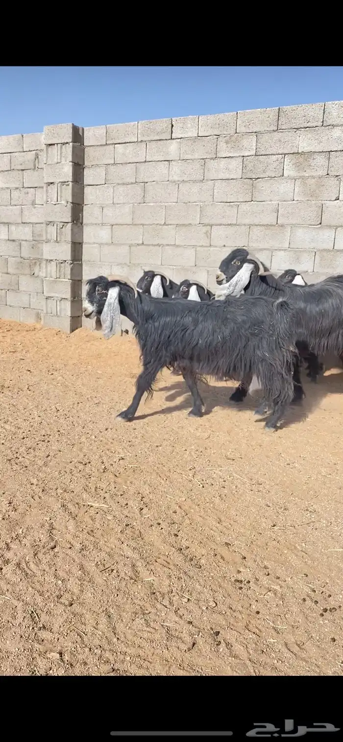 معزاء عوارض نوادر خصم الخصم (( تم البييع )) 6