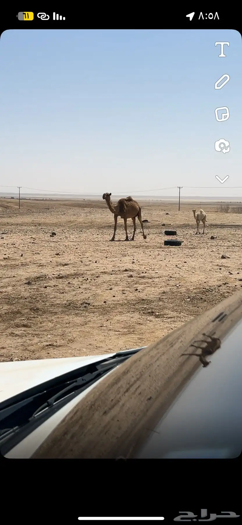 خلفه شعلاء تحتها بكره كفو 1