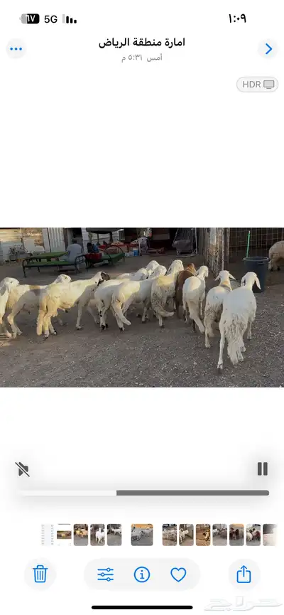 طليان سواكن 3