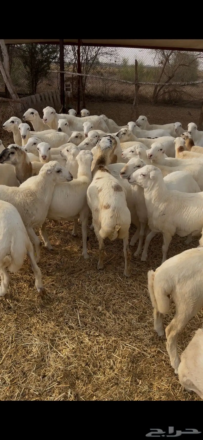 خرفان طيبة بلدي شرط 2