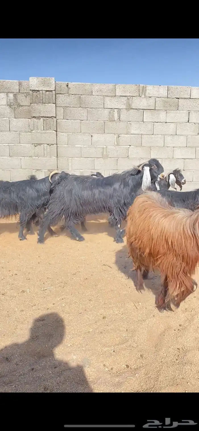 معزاء عوارض نوادر خصم الخصم (( تم البييع )) 4