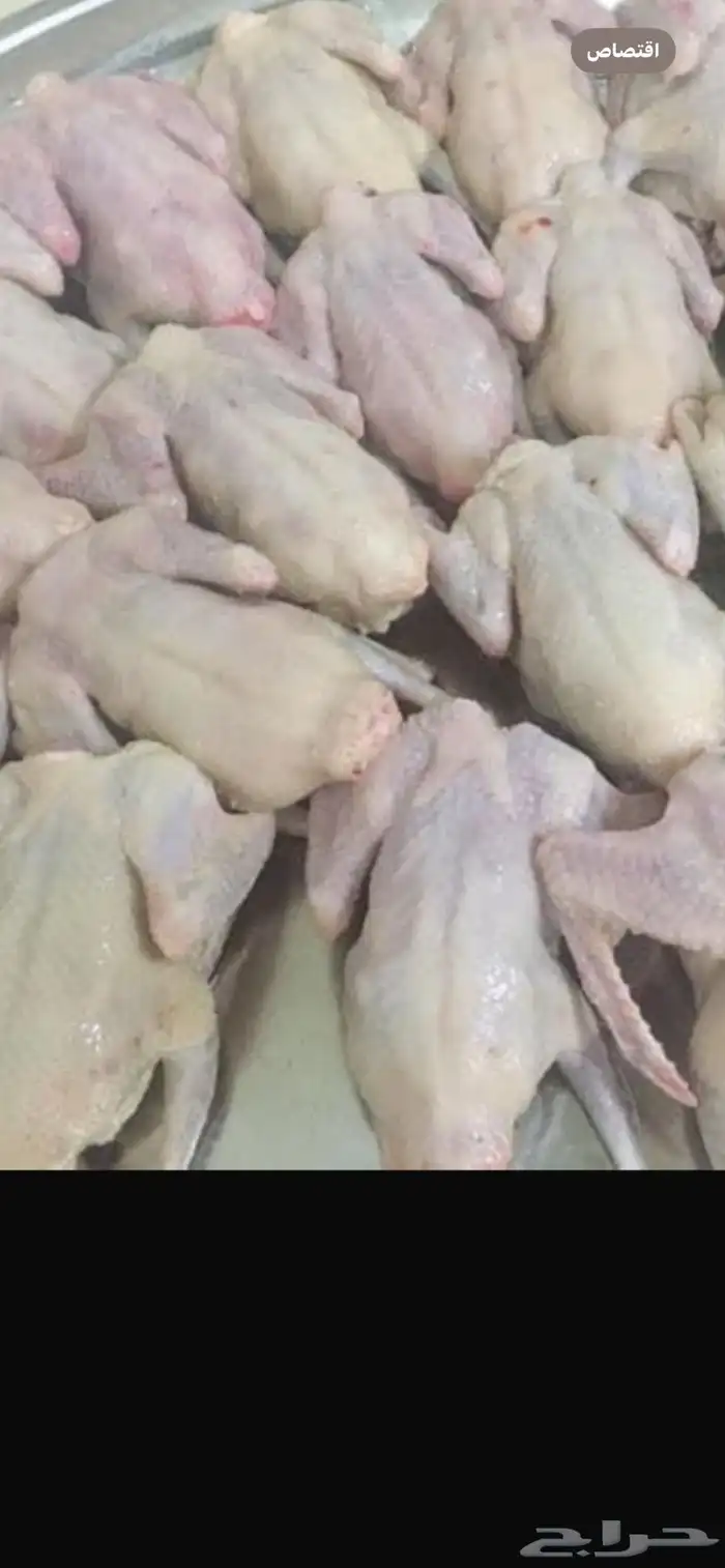 حمام زاجل وفرنسي بأقل الاسعار 0