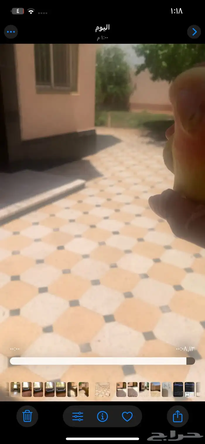 طيور روز لاتينو والبينو اليفات هدد داخلي وخارجي 19
