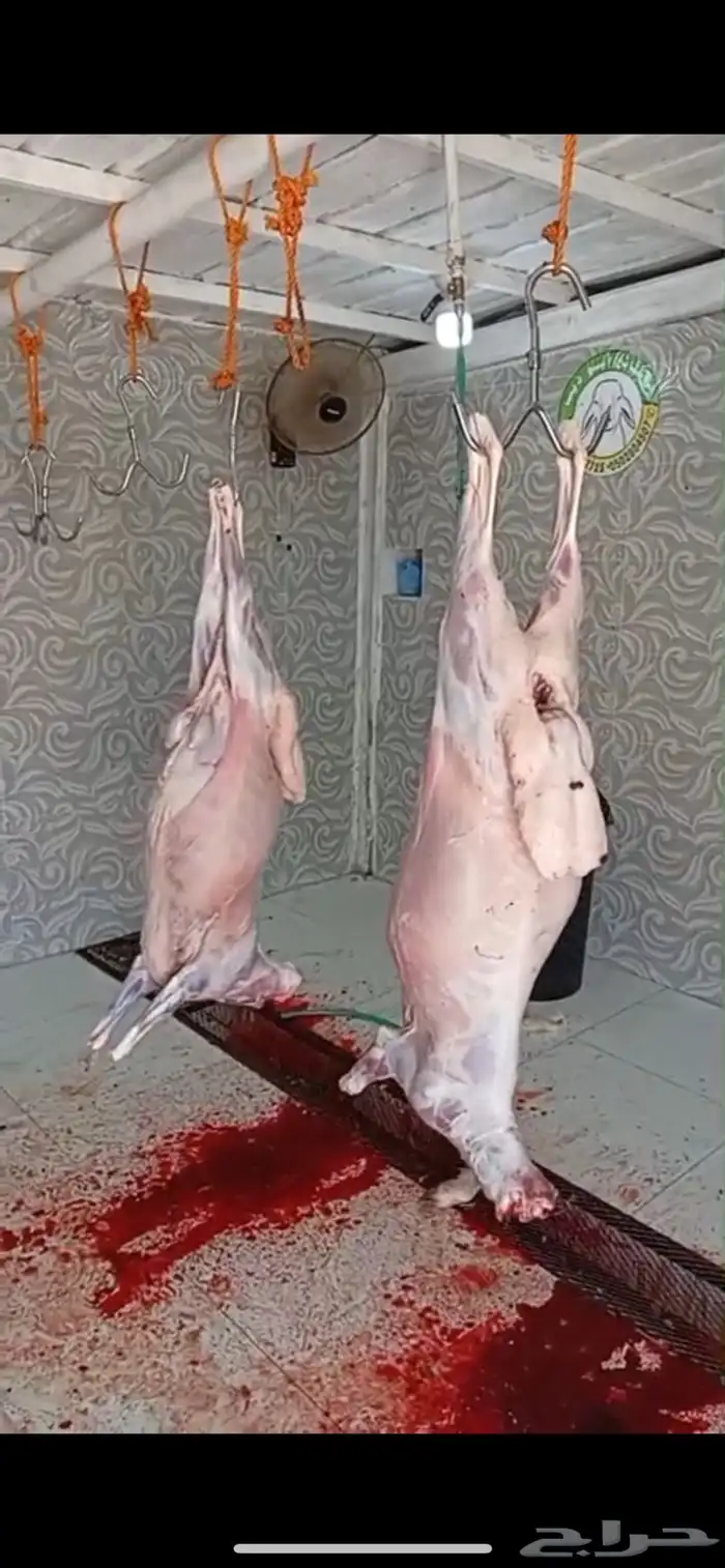 ذبائح أبو ذيب ( يتوفر ذبح وتوصيل لباب بيتك ) مجانا 14