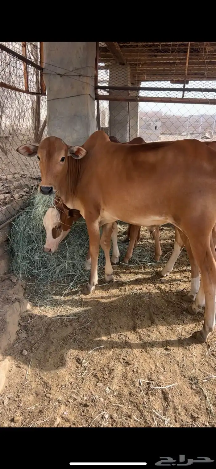حسلان(تم البيع) 0