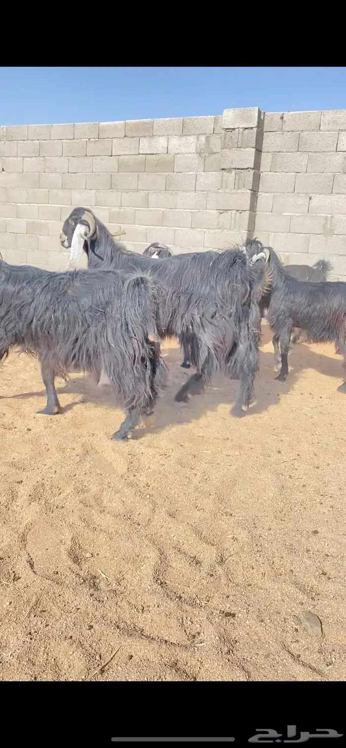 معزاء عوارض نوادر خصم الخصم (( تم البييع )) 7