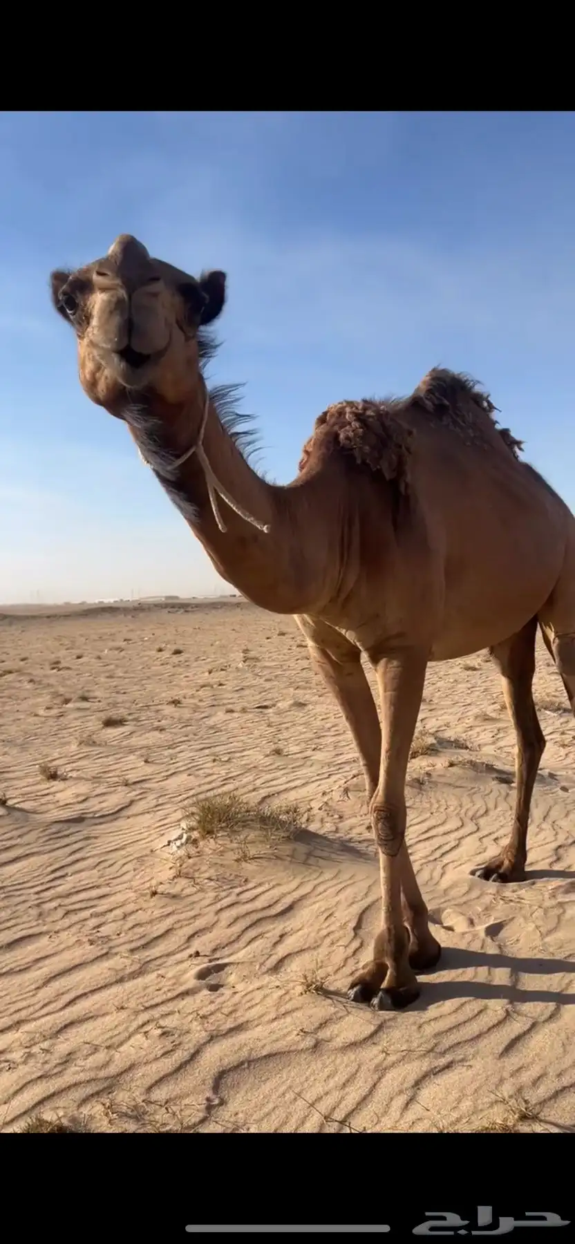 ناقه صفرا 0