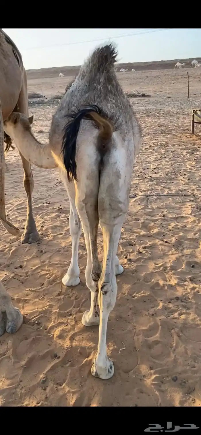 حوار قعود لباني بري يرضع امه 0