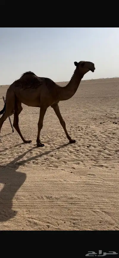 بكره صفرا طيبه 0