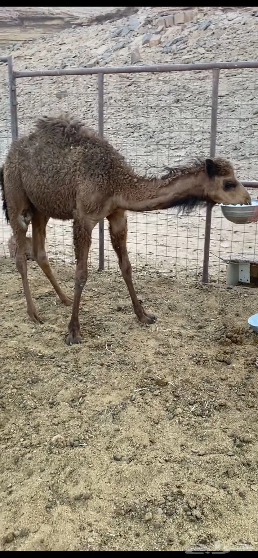 بكرة 0