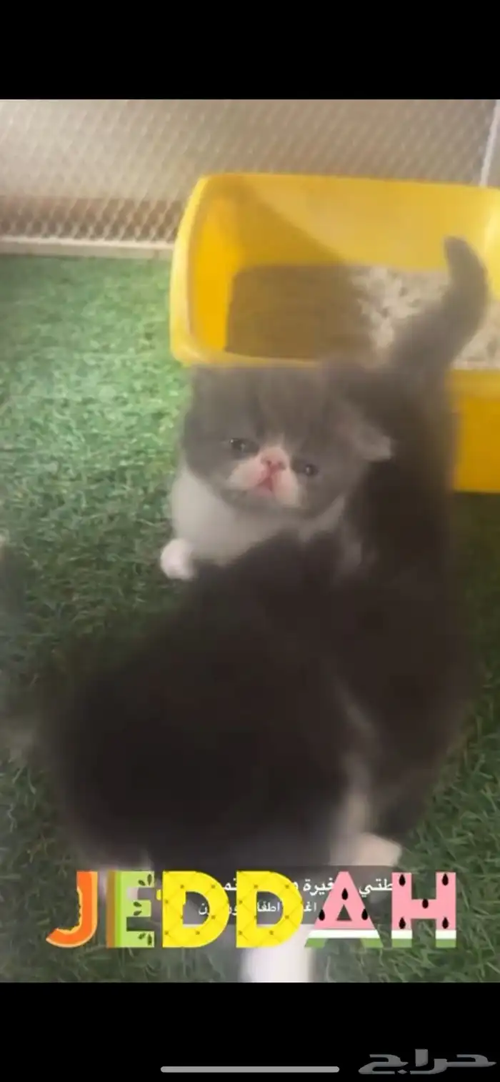 قطط للبيع بيكي فيس 0