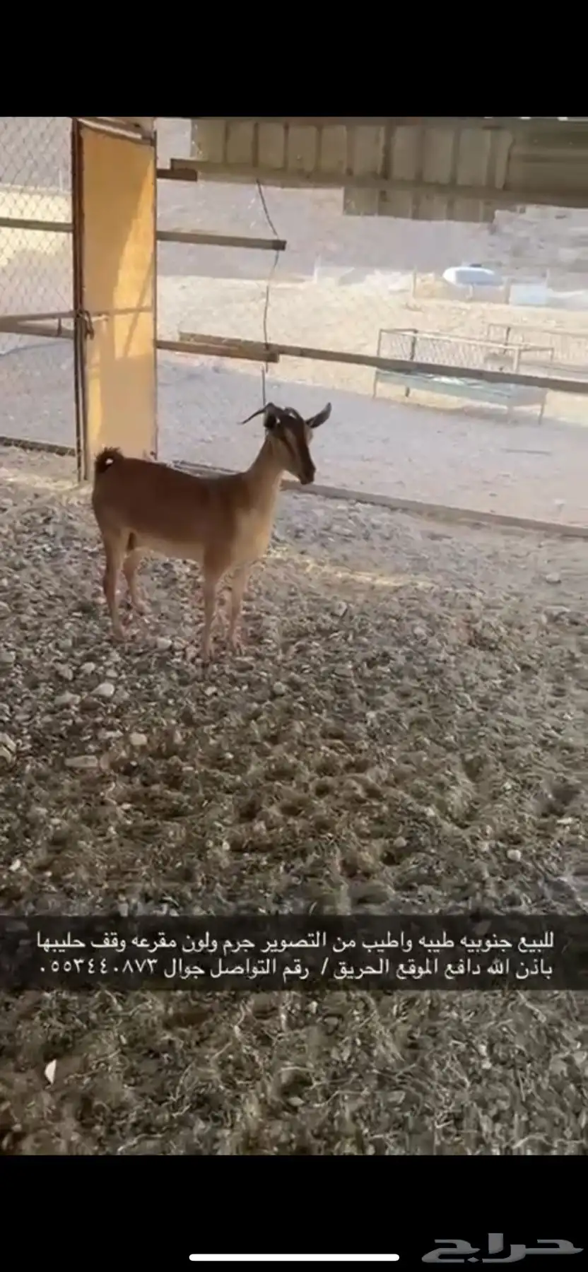جنوبيه للبيع 0