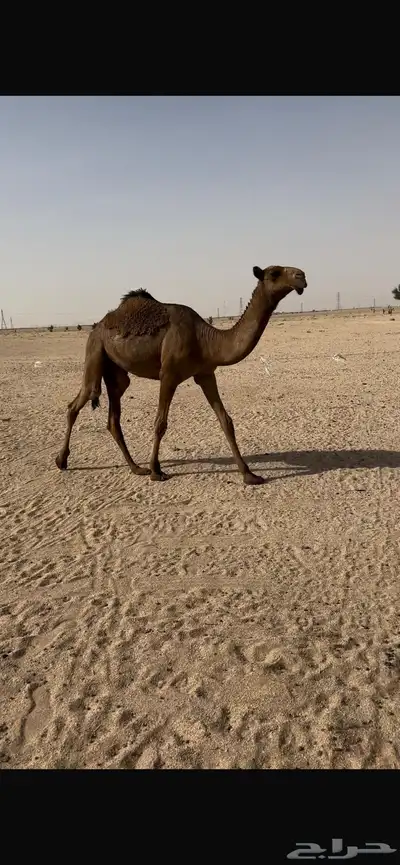 بكره صفرا طيبه 3