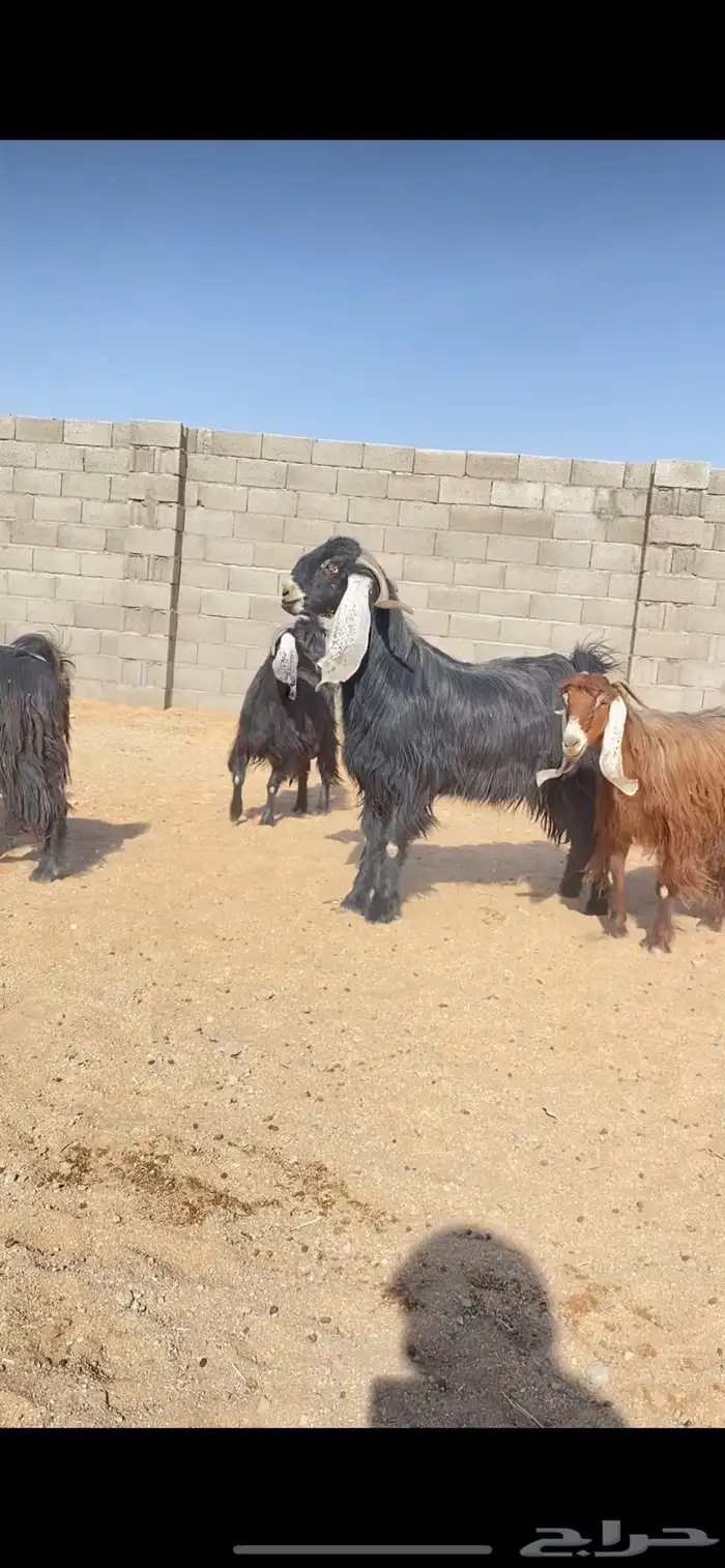 معزاء عوارض نوادر خصم الخصم (( تم البييع )) 1