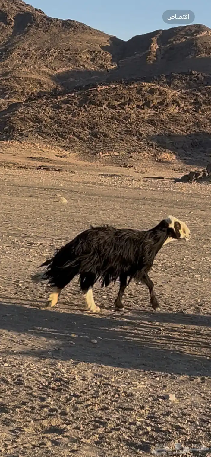 طلي فحل ينسف على الشرط 1